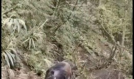 巴中野猪爆料事件视频播放,揭秘事件背后真相